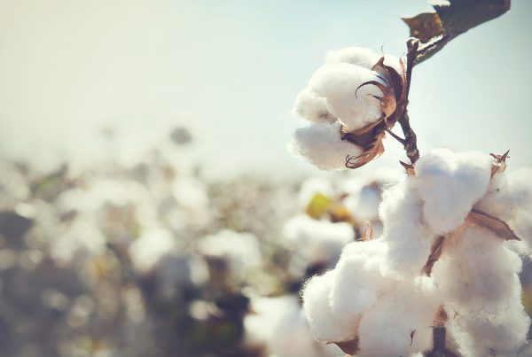 close up photo of cotton