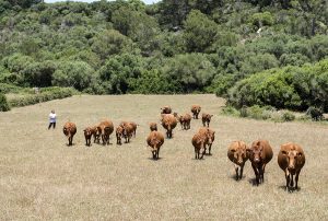 cows walking in field