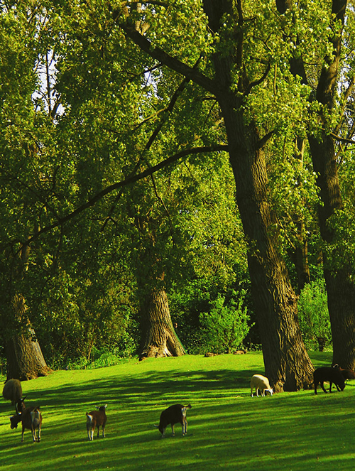 cattle grazing under trees