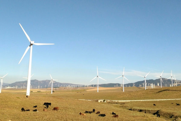 windmills and cows
